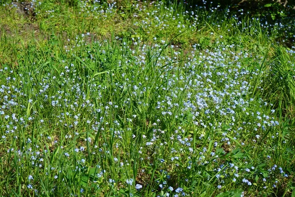 Blue forget-me-nots in May. Myosotis, forget-me-nots or scorpion grasses, is a genus of flowering plants in the family Boraginaceae. Berlin, Germany