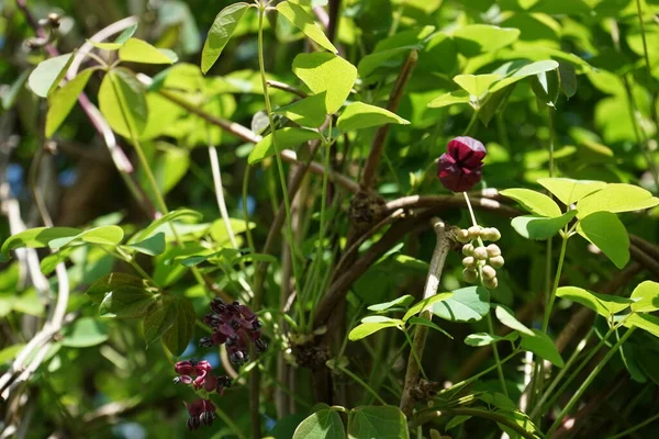 Akebia quinata blooms with burgundy flowers in May. Akebia quinata, commonly known as chocolate vine, five-leaf chocolate vine, or five-leaf akebia, is a shrub, commonly used as an ornamental, edible plant. Berlin, Germany
