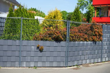 Fotinia x fraseri 'Red Robin' in mayıs ayında bahçede. Kırmızı uçlu fotinya ve Noel meyvesi olarak bilinen Photinia x fraseri, gülgiller (Rosaceae) familyasından bir çiçektir. Berlin, Almanya