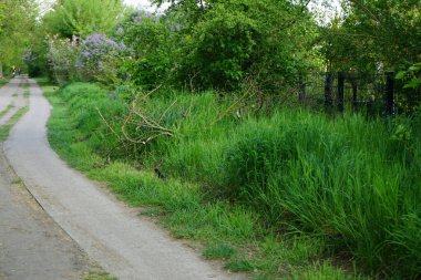 Kuş Turdus Merula Mayıs 'ta yürüyüş yolunda. Karatavuk kuşu, Turdus merula, gerçek ardıç kuşunun bir türüdür. Marzahn-Hellersdorf, Berlin, Almanya
