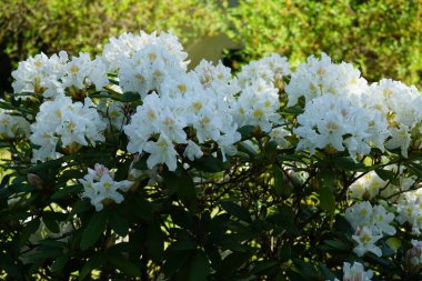 Mayısta bahçede Rhododendron beyazı. Rhododendron, çalıgiller (Ericaceae) familyasından ağaçsı bir bitki cinsidir. Berlin, Almanya