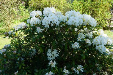 Mayısta bahçede Rhododendron beyazı. Rhododendron, çalıgiller (Ericaceae) familyasından ağaçsı bir bitki cinsidir. Berlin, Almanya