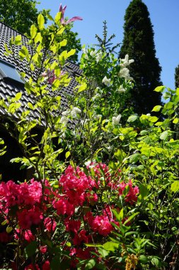 Kırmızı rhododendron, morumsu pembe manolya ve mayıs ayında bahçede açan beyaz leylak. Rhododendron, çalıgiller (Ericaceae) familyasından ağaçsı bir bitki cinsidir. Berlin, Almanya