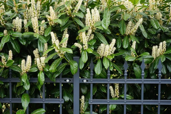 Mayıs ayında Prunus Laurocerasus. Prunus laurocerasus, ayrıca kiraz defne, defne ve bazen de İngiliz defne kuşu olarak da bilinir. Berlin, Almanya 