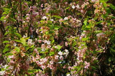 Prunus serrulata var. lannesiana blooms in May. Prunus serrulata or Japanese cherry is a species of cherry tree. Berlin, Germany