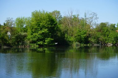 Black-headed Gull in the sky over Lake Wuhlesee in May. The Black-headed Gull, Chroicocephalus ridibundus, is a small gull that breeds in much of the Palearctic. Berlin, Germany