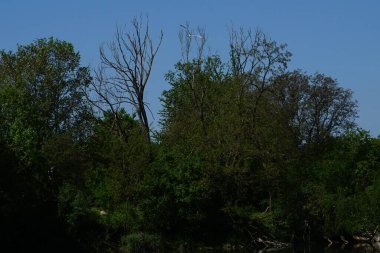 Black-headed Gull in the sky over Lake Wuhlesee in May. The Black-headed Gull, Chroicocephalus ridibundus, is a small gull that breeds in much of the Palearctic. Berlin, Germany