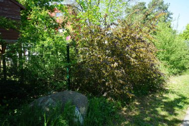 Berberis x ottawensis 'Superba' blooms in May. Berberis x ottawensis is an ornamental shrub, a species of flowering plant in the genus Berberis, in the Barberry family Berberidaceae. Berlin, Germany