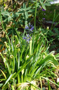 Mayıs ayında bahçede Camassia cusickii. Cussick 'in pijamaları olan Camassia cusickii, Asparagaceae familyasından bir bitki türüdür. Berlin, Almanya