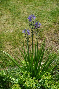 Mayıs ayında bahçede Camassia cusickii. Cussick 'in pijamaları olan Camassia cusickii, Asparagaceae familyasından bir bitki türüdür. Berlin, Almanya