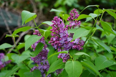 Lilac bush blooms in May. Syringa vulgaris, the lilac or common lilac, is a species of flowering plant in the olive family Oleaceae. Berlin, Germany 