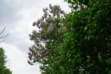 Lilac bush blooms in May. Syringa vulgaris, the lilac or common lilac, is a species of flowering plant in the olive family Oleaceae. Berlin, Germany 