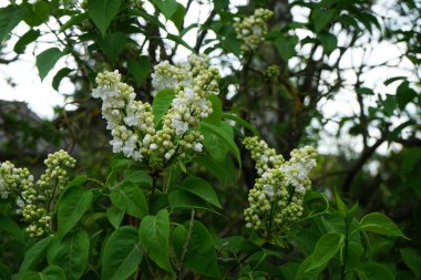 Bush of white lilac blooms in May. Syringa vulgaris, the lilac or common lilac, is a species of flowering plant in the olive family Oleaceae. Berlin, Germany 
