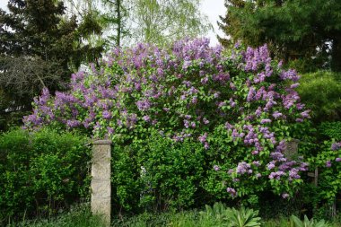 Lilac bush blooms in May. Syringa vulgaris, the lilac or common lilac, is a species of flowering plant in the olive family Oleaceae. Berlin, Germany 