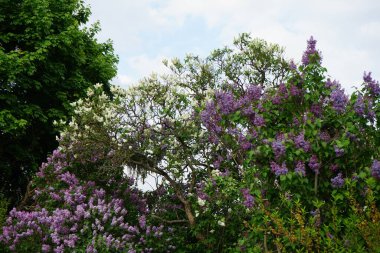 Lilac bush blooms in May. Syringa vulgaris, the lilac or common lilac, is a species of flowering plant in the olive family Oleaceae. Berlin, Germany 