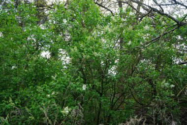 Bush of white lilac blooms in May. Syringa vulgaris, the lilac or common lilac, is a species of flowering plant in the olive family Oleaceae. Berlin, Germany 