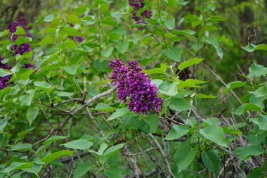 Lilac bush blooms in May. Syringa vulgaris, the lilac or common lilac, is a species of flowering plant in the olive family Oleaceae. Berlin, Germany 