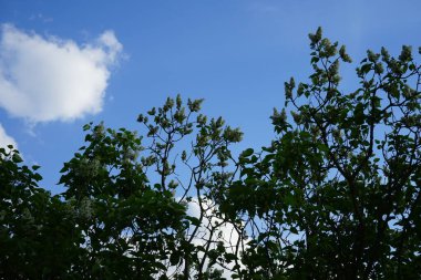 Bush of white lilac blooms in May. Syringa vulgaris, the lilac or common lilac, is a species of flowering plant in the olive family Oleaceae. Berlin, Germany 
