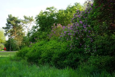 Lilac bush blooms in May. Syringa vulgaris, the lilac or common lilac, is a species of flowering plant in the olive family Oleaceae. Berlin, Germany 