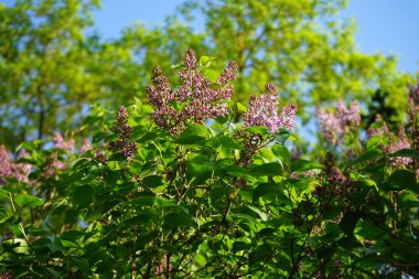Lilac bush blooms in May. Syringa vulgaris, the lilac or common lilac, is a species of flowering plant in the olive family Oleaceae. Berlin, Germany 