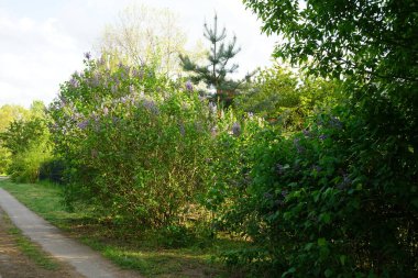 Lilac bush blooms in May. Syringa vulgaris, the lilac or common lilac, is a species of flowering plant in the olive family Oleaceae. Berlin, Germany