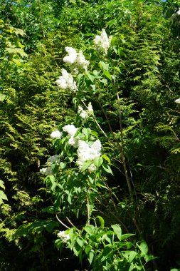 Bush of white lilac blooms in May. Syringa vulgaris, the lilac or common lilac, is a species of flowering plant in the olive family Oleaceae. Berlin, Germany 