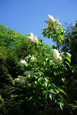 Bush of white lilac blooms in May. Syringa vulgaris, the lilac or common lilac, is a species of flowering plant in the olive family Oleaceae. Berlin, Germany 