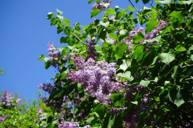 Lilac bush blooms in May. Syringa vulgaris, the lilac or common lilac, is a species of flowering plant in the olive family Oleaceae. Berlin, Germany