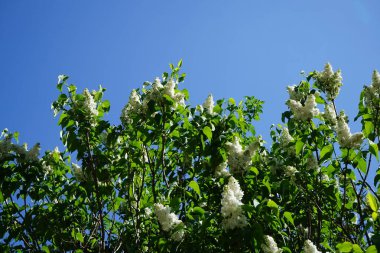 Bush of white lilac blooms in May. Syringa vulgaris, the lilac or common lilac, is a species of flowering plant in the olive family Oleaceae. Berlin, Germany 