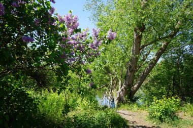 Lilac bush blooms in May. Syringa vulgaris, the lilac or common lilac, is a species of flowering plant in the olive family Oleaceae. Berlin, Germany