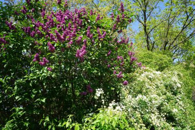 Lilac bush blooms in May. Syringa vulgaris, the lilac or common lilac, is a species of flowering plant in the olive family Oleaceae. Berlin, Germany