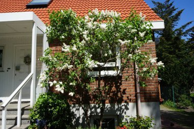 Bush of white lilac blooms in May. Syringa vulgaris, the lilac or common lilac, is a species of flowering plant in the olive family Oleaceae. Berlin, Germany 