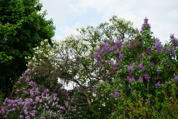 Lilac bush blooms in May. Syringa vulgaris, the lilac or common lilac, is a species of flowering plant in the olive family Oleaceae. Berlin, Germany 