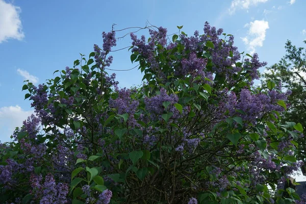 Lilac bush blooms in May. Syringa vulgaris, the lilac or common lilac, is a species of flowering plant in the olive family Oleaceae. Berlin, Germany 