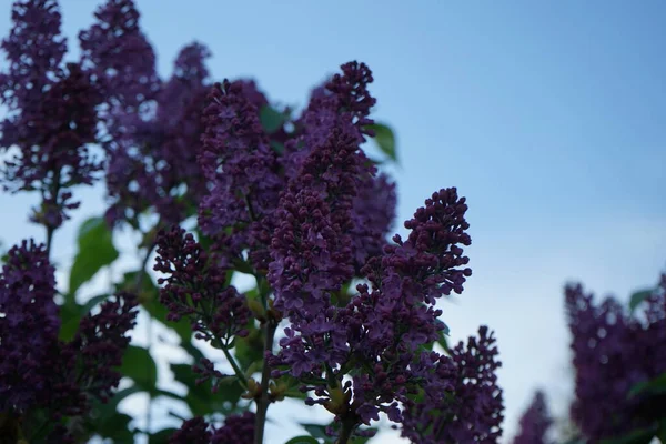 Lilac bush blooms in May. Syringa vulgaris, the lilac or common lilac, is a species of flowering plant in the olive family Oleaceae. Berlin, Germany