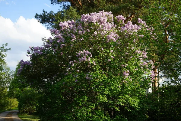 Lilac bush blooms in May. Syringa vulgaris, the lilac or common lilac, is a species of flowering plant in the olive family Oleaceae. Berlin, Germany