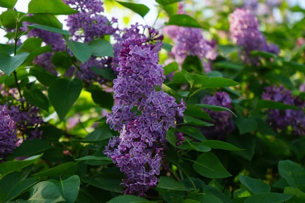 Lilac bush blooms in May. Syringa vulgaris, the lilac or common lilac, is a species of flowering plant in the olive family Oleaceae. Berlin, Germany
