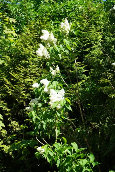 Bush of white lilac blooms in May. Syringa vulgaris, the lilac or common lilac, is a species of flowering plant in the olive family Oleaceae. Berlin, Germany 