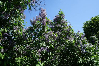 Lilac bush blooms in May. Syringa vulgaris, the lilac or common lilac, is a species of flowering plant in the olive family Oleaceae. Berlin, Germany