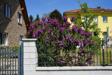 Lilac bush blooms in May. Syringa vulgaris, the lilac or common lilac, is a species of flowering plant in the olive family Oleaceae. Berlin, Germany