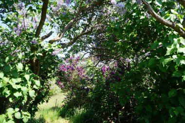 Lilac bush blooms in May. Syringa vulgaris, the lilac or common lilac, is a species of flowering plant in the olive family Oleaceae. Berlin, Germany