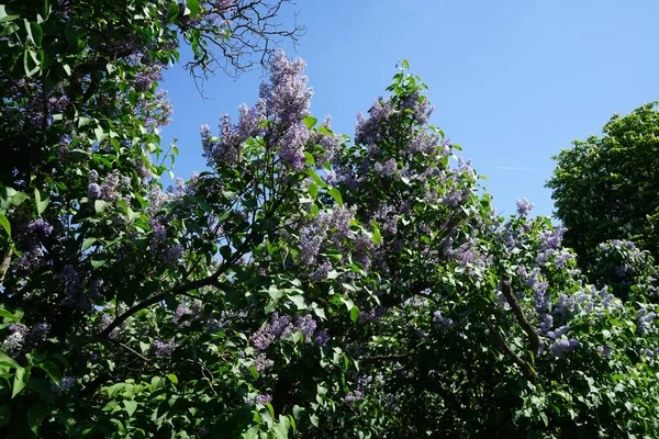 Lilac bush blooms in May. Syringa vulgaris, the lilac or common lilac, is a species of flowering plant in the olive family Oleaceae. Berlin, Germany