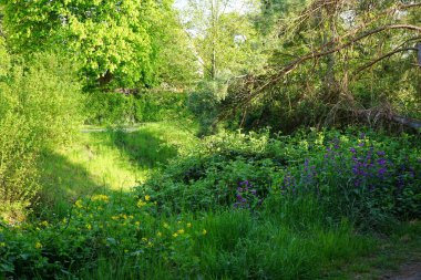 Yellow flowers of Chelidonium majus and purple flowers of Lunaria annua bloom in May in the wild. Berlin, Germany
