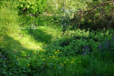 Yellow flowers of Chelidonium majus and purple flowers of Lunaria annua bloom in May in the wild. Berlin, Germany