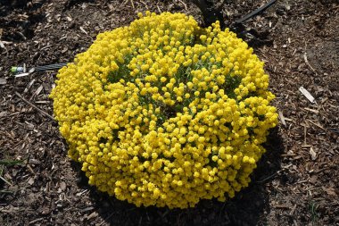 Aurinia saxatilis blooms with yellow flowers in May. Aurinia saxatilis, Alyssum saxatile, Alyssum saxatile var. compactum, basket of gold, goldentuft alyssum, golden alyssum, is an ornamental plant in the family Brassicaceae. Berlin, Germany