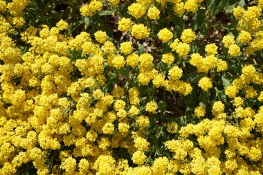 Aurinia saxatilis blooms with yellow flowers in May. Aurinia saxatilis, Alyssum saxatile, Alyssum saxatile var. compactum, basket of gold, goldentuft alyssum, golden alyssum, is an ornamental plant in the family Brassicaceae. Berlin, Germany