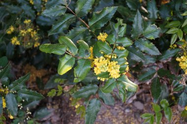 Mahonia aquifolium blooms with yellow flowers in May. Mahonia aquifolium, Oregon grape or holly-leaved berberry, is a species of flowering plant in the family Berberidaceae. Berlin, Germany clipart