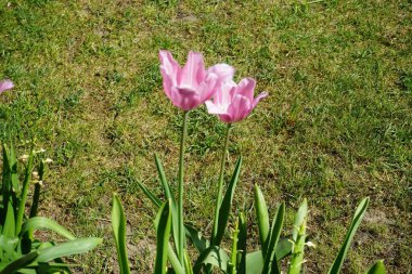 Triumph pink tulips in the garden in spring. The tulip, Tulipa, is a member of the lily family, Liliaceae. Berlin, Germany 