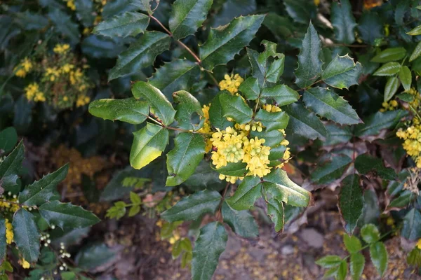 Mahonia Aquifolium Blooms Yellow Flowers May Mahonia Aquifolium Oregon Grape — 스톡 사진