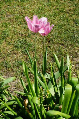 Triumph pink tulips in the garden in spring. The tulip, Tulipa, is a member of the lily family, Liliaceae. Berlin, Germany 